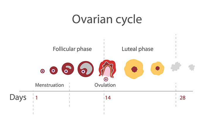 menstrual cycle calculator