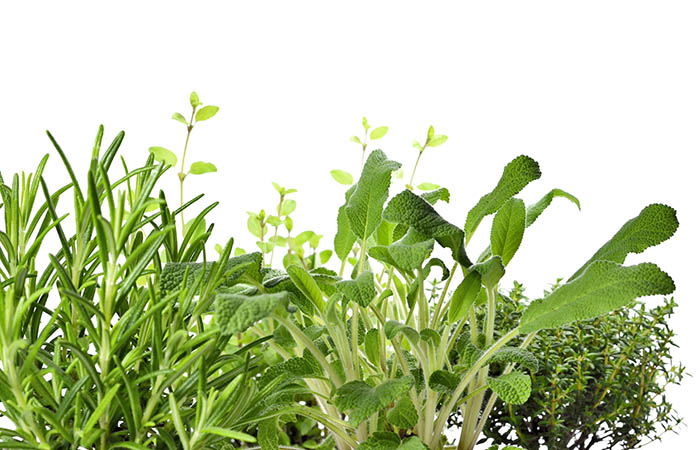 Complete Guide To The Best Plants To Grow and Eat At Home