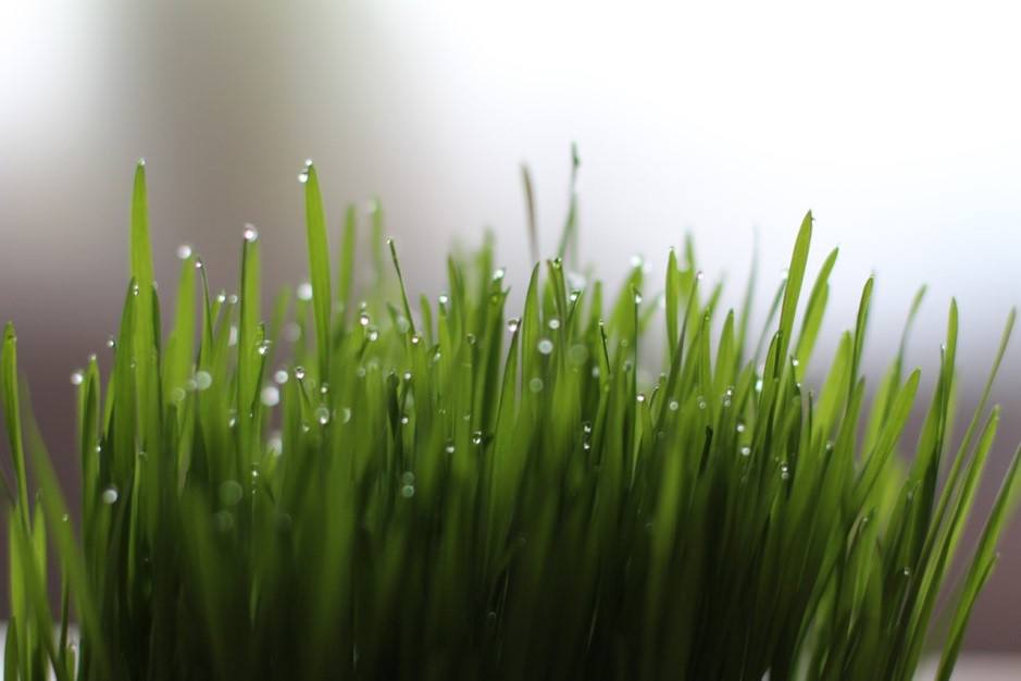 ways to enjoy wheatgrass