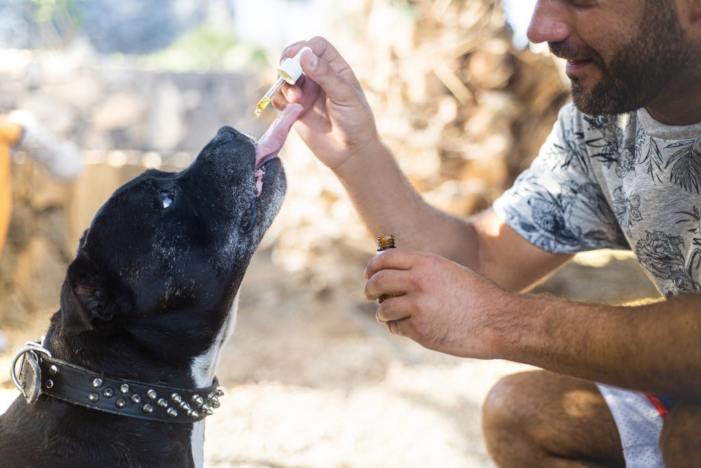 Effects of CBD Oil on Pets - featured image