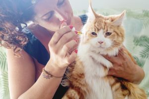 CBD oil on pets